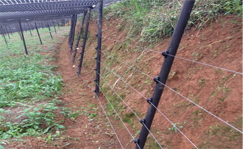 文山某三七種植基地案例圖片